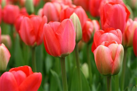 tulips background Fotografie stock - Microstock e Abbonamento, Codice: 400-04790530