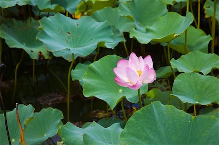 simsearch:400-05706715,k - the water lily of a garden china. Photographie de stock - Aubaine LD & Abonnement, Code: 400-04790798