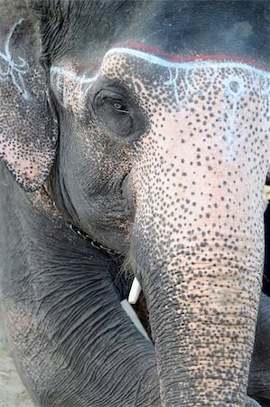 elephant close up on head and tusks - Portrait of an Asian elephant in Nepal Stock Photo - Budget Royalty-Free & Subscription, Code: 400-04791037