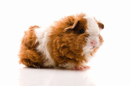 baby guinea pig. texel. isolated on the white Stock Photo - Budget Royalty-Free & Subscription, Code: 400-04791339