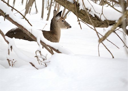 simsearch:400-04793517,k - Whitetail deer doe bedded down in the woods in winter snow. Foto de stock - Super Valor sin royalties y Suscripción, Código: 400-04791330