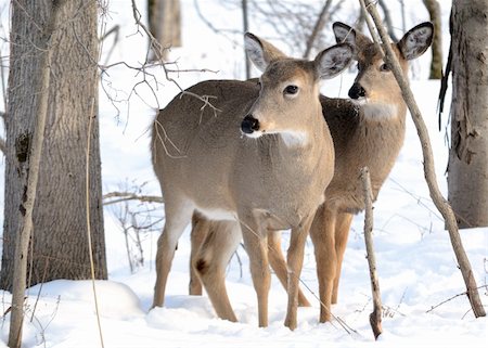 simsearch:400-04793517,k - Whitetail deer doe and yearling standing in the woods in winter snow. Foto de stock - Super Valor sin royalties y Suscripción, Código: 400-04791331