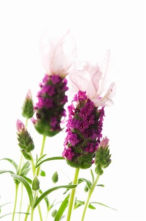 simsearch:400-04847486,k - lavender flower on the white background Foto de stock - Royalty-Free Super Valor e Assinatura, Número: 400-04791340