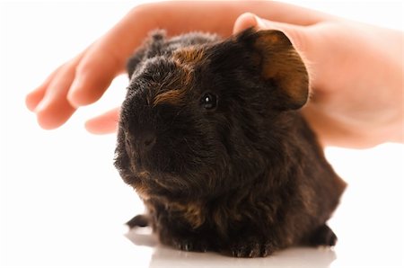 simsearch:400-05321831,k - baby guinea pig Stock Photo - Budget Royalty-Free & Subscription, Code: 400-04791446