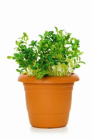 simsearch:400-04546828,k - Green saplings growing in the clay pot Stock Photo - Budget Royalty-Free & Subscription, Code: 400-04791548