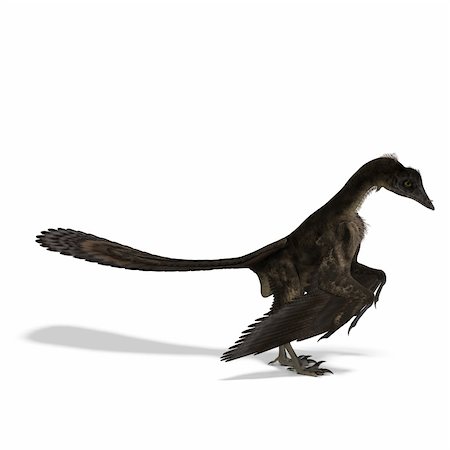 simsearch:400-04818670,k - Dinosaur Archaeopteryx. 3D rendering with clipping path and shadow over white Foto de stock - Royalty-Free Super Valor e Assinatura, Número: 400-04791667