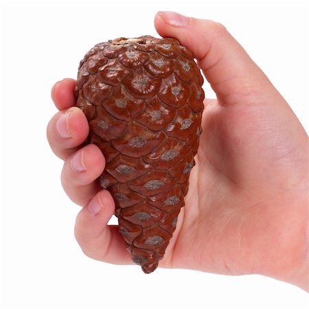 Brown pine cone in the hand isolated over white background Fotografie stock - Microstock e Abbonamento, Codice: 400-04791698