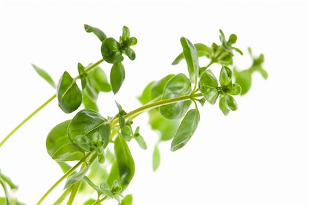 simsearch:400-04062145,k - Fresh leafs of thyme herbs on a white background Stock Photo - Budget Royalty-Free & Subscription, Code: 400-04791841