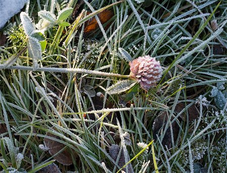 simsearch:632-03754201,k - Flower of the dutch clover frosted on background of the herb Stockbilder - Microstock & Abonnement, Bildnummer: 400-04792166