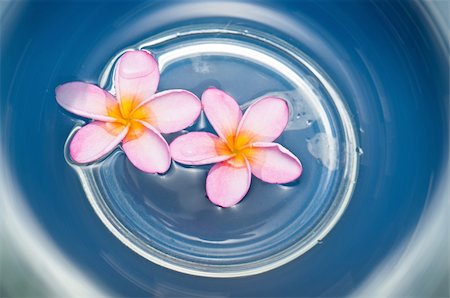 Two beautiful pink and yellow frangipani flowers floating in swirling blue water Photographie de stock - Aubaine LD & Abonnement, Code: 400-04792275