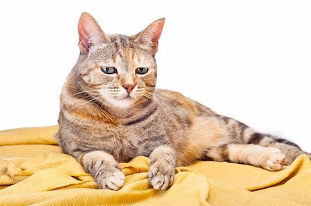 simsearch:400-04789525,k - Beautiful young cat relaxing on golden fabric Stock Photo - Budget Royalty-Free & Subscription, Code: 400-04792272