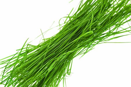 simsearch:400-05132684,k - green grass on white background Stockbilder - Microstock & Abonnement, Bildnummer: 400-04792318