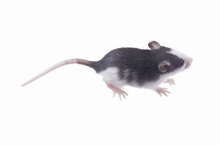 simsearch:400-04719873,k - rat isolated on white background Stock Photo - Budget Royalty-Free & Subscription, Code: 400-04792346