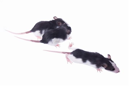 simsearch:400-04719873,k - rats isolated on white background Stock Photo - Budget Royalty-Free & Subscription, Code: 400-04792348