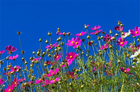 simsearch:400-05162269,k - Cosmos Garden against blue sky Stock Photo - Budget Royalty-Free & Subscription, Code: 400-04792470