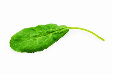 simsearch:400-04791546,k - Green leaf isolated on the white background Stock Photo - Budget Royalty-Free & Subscription, Code: 400-04792911