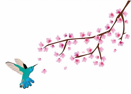 elegant white flower sillouette - vector illustration of cherry blossom with humming bird Stock Photo - Budget Royalty-Free & Subscription, Code: 400-04793197
