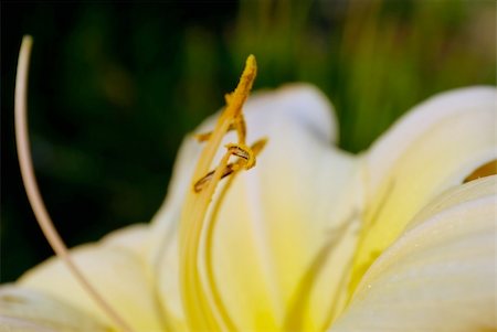 simsearch:400-05245245,k - beautiful flowers lily. nature closeup Foto de stock - Super Valor sin royalties y Suscripción, Código: 400-04793270