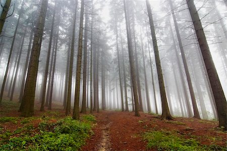 Image of the conifer forest early in the morning - early morning fog Photographie de stock - Aubaine LD & Abonnement, Code: 400-04793288