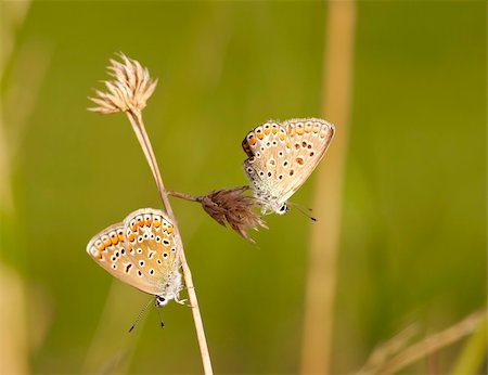 satyr - Detail (close-up) of the two satyrid butterfly - meadow brown Stockbilder - Microstock & Abonnement, Bildnummer: 400-04793290