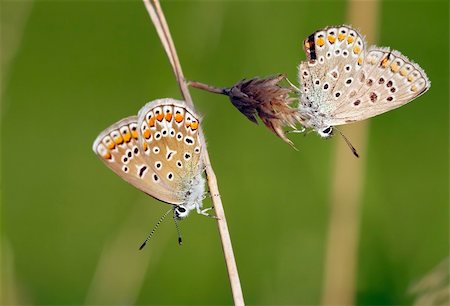 satyr - Detail (close-up) of the satyrid butterfly - meadow brown Stockbilder - Microstock & Abonnement, Bildnummer: 400-04793291