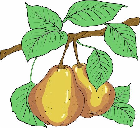 simsearch:400-04402673,k - Two mature yellow pears with leaves on a branch. A vector Fotografie stock - Microstock e Abbonamento, Codice: 400-04793435