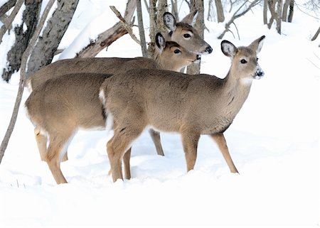 simsearch:400-04793517,k - Whitetail deer yearlings and doe standing in the woods in winter snow. Foto de stock - Super Valor sin royalties y Suscripción, Código: 400-04793464