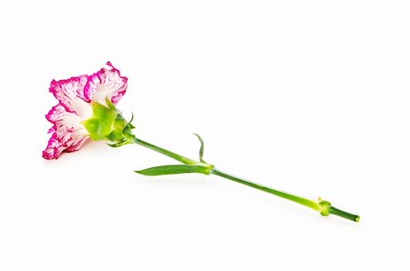 Red carnation isolated on the white background Stock Photo - Budget Royalty-Free & Subscription, Code: 400-04793564