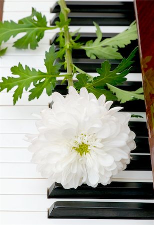 White Chrysanthemum (mums) on the musical piano Stock Photo - Budget Royalty-Free & Subscription, Code: 400-04793570