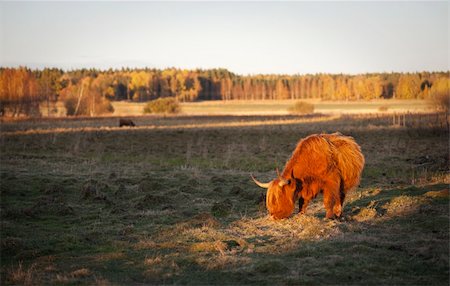 scottish cattle - Scottish Highland cow grazing in evening sunlight Stock Photo - Budget Royalty-Free & Subscription, Code: 400-04793751