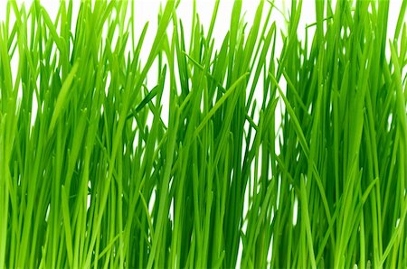 simsearch:400-05362449,k - Isolated green grass on a white background Photographie de stock - Aubaine LD & Abonnement, Code: 400-04793845