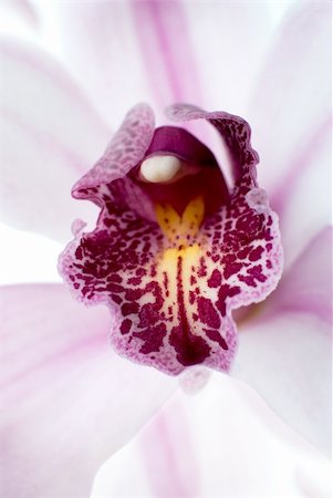 simsearch:400-04806771,k - Macro of a beautiful pink orchid (Phalaenopsis) isolated Stockbilder - Microstock & Abonnement, Bildnummer: 400-04804045