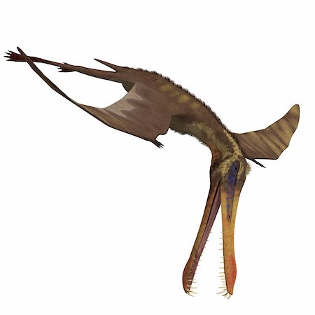 simsearch:400-05130767,k - Dinosaur Anhanguera Pterosaur. 3D rendering with clipping path and shadow over white Stock Photo - Budget Royalty-Free & Subscription, Code: 400-04804126