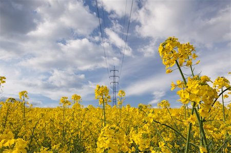 simsearch:400-05903831,k - Beautiful yellow rape field in spring Foto de stock - Super Valor sin royalties y Suscripción, Código: 400-04804409