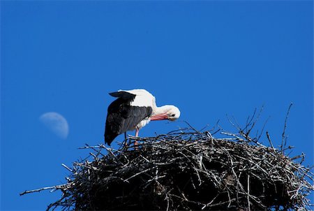 The white stork (Ciconia ciconia L.) is a very loved and respected in many European countries. Stock Photo - Budget Royalty-Free & Subscription, Code: 400-04804446