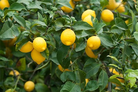 A lemon tree loaded with ripe fruit Stock Photo - Budget Royalty-Free & Subscription, Code: 400-04804548