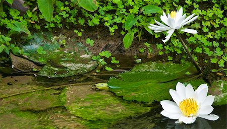 Lotus in the pond,thai temple  In Thailand Stock Photo - Budget Royalty-Free & Subscription, Code: 400-04804996