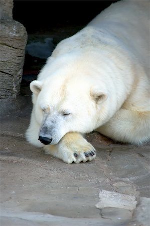 simsearch:400-04237135,k - Cute Ice Bear make a Rest Photographie de stock - Aubaine LD & Abonnement, Code: 400-04805065
