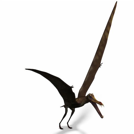 simsearch:400-04818670,k - Dinosaur Anhanguera Pterosaur. 3D rendering with clipping path and shadow over white Foto de stock - Royalty-Free Super Valor e Assinatura, Número: 400-04805114