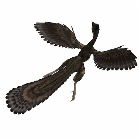 simsearch:400-04793730,k - Dinosaur Archaeopteryx. 3D rendering with clipping path and shadow over white Foto de stock - Royalty-Free Super Valor e Assinatura, Número: 400-04805115