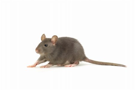 simsearch:400-04719873,k - funny rat  isolated on white background Stock Photo - Budget Royalty-Free & Subscription, Code: 400-04805195