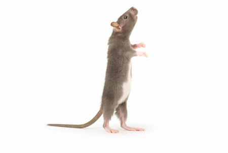 simsearch:400-04719873,k - funny rat  isolated on white background Stock Photo - Budget Royalty-Free & Subscription, Code: 400-04805197