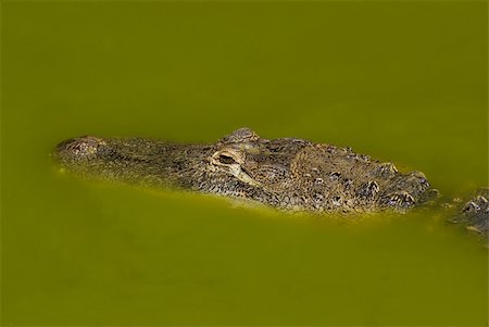 simsearch:400-04864072,k - Crocodile head in green muddy water Stockbilder - Microstock & Abonnement, Bildnummer: 400-04805279