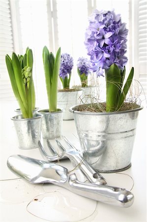 Purple hyacinths on table with sun-filled windows in background Stock Photo - Budget Royalty-Free & Subscription, Code: 400-04805448
