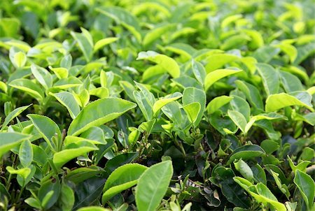 sky tea - Background of the young green tea leaves Stock Photo - Budget Royalty-Free & Subscription, Code: 400-04805470