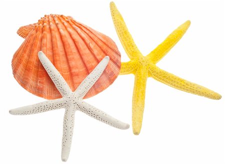simsearch:400-04638537,k - Beach Concept with Shell and Starfish Isolated on White with a Clipping Path. Photographie de stock - Aubaine LD & Abonnement, Code: 400-04805526