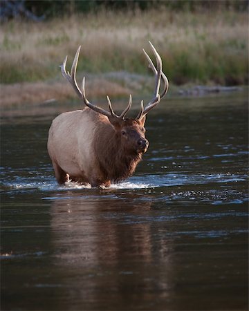 simsearch:400-05013206,k - Bull elk crossing a river Stock Photo - Budget Royalty-Free & Subscription, Code: 400-04805810
