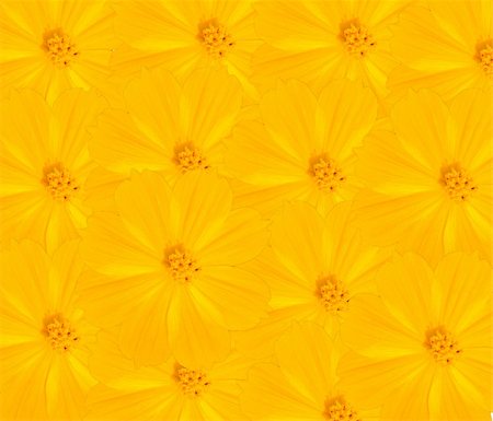 simsearch:400-04275620,k - Yellow flower Photographie de stock - Aubaine LD & Abonnement, Code: 400-04806009