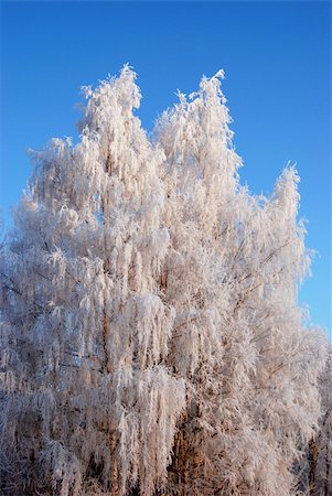 simsearch:400-05308316,k - White frost on the old birch accentuate it's beauty Foto de stock - Super Valor sin royalties y Suscripción, Código: 400-04806133