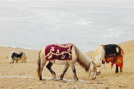 Landscape of horses and yak on meadow in Tibet Foto de stock - Super Valor sin royalties y Suscripción, Código: 400-04806269